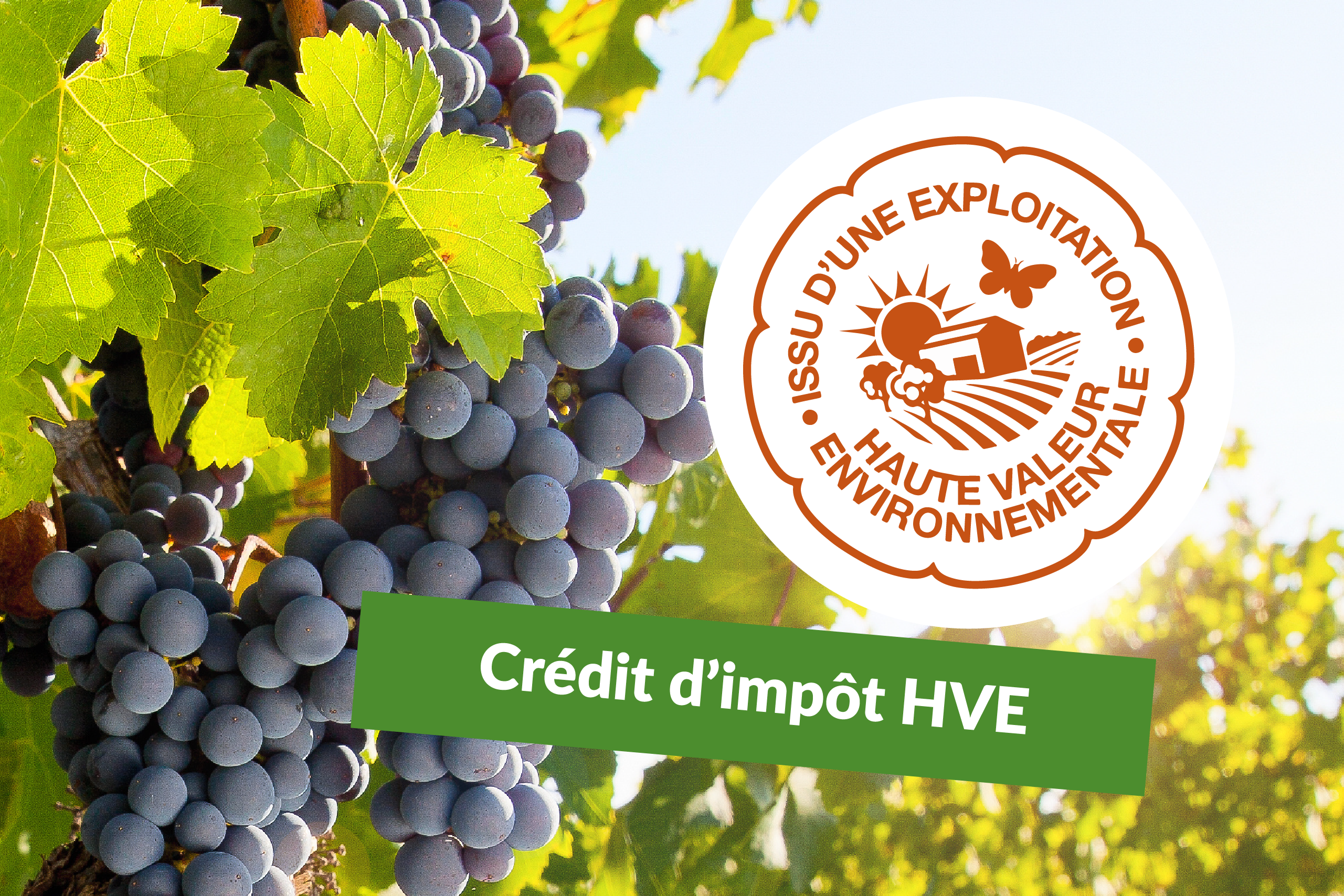 Crédit d’Impôt HVE 2 500 € : l’aide agricole clé pour les exploitations certifiées Haute Valeur Environnementale