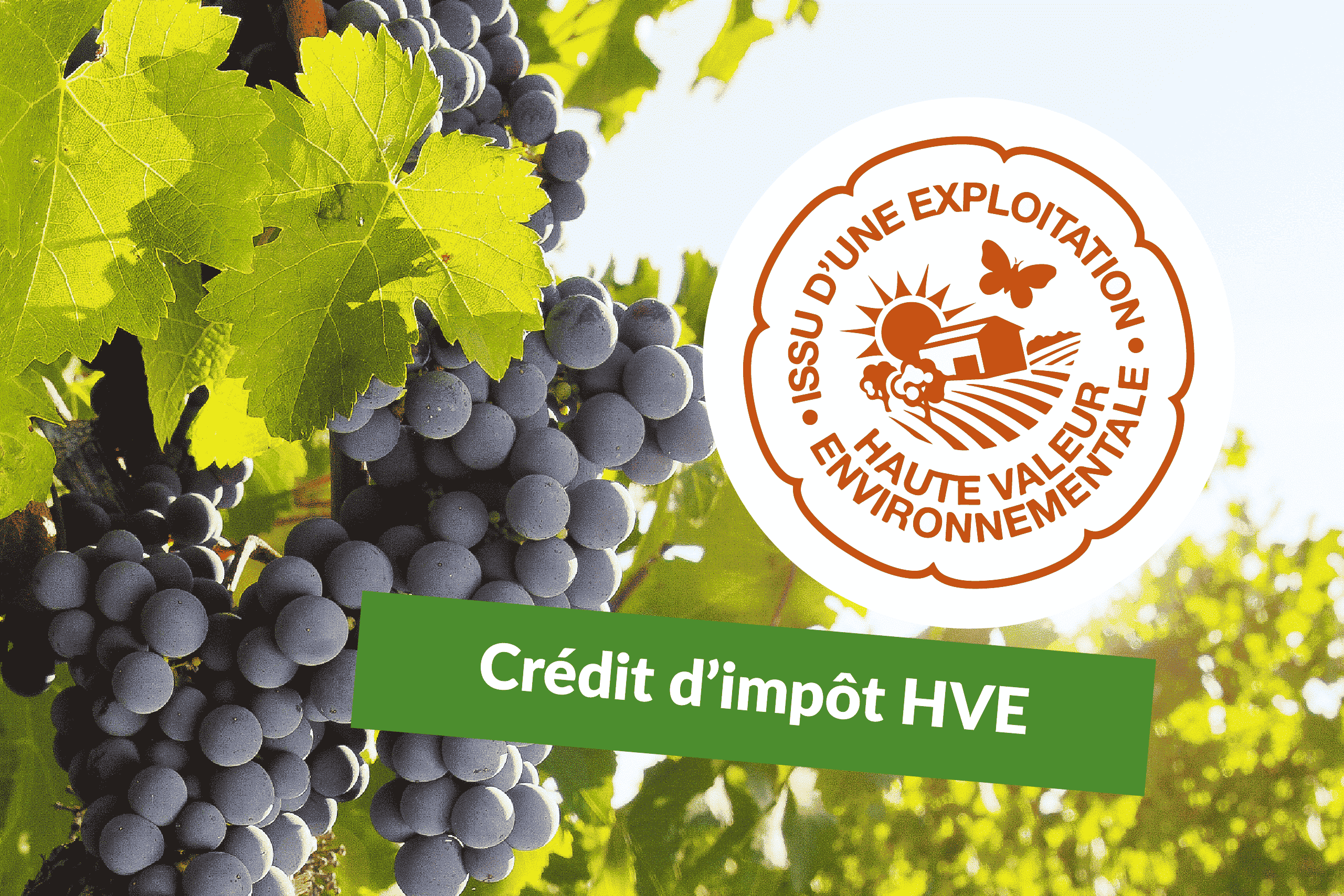 Crédit d’Impôt HVE 2 500 € : l’aide agricole clé pour les exploitations certifiées Haute Valeur Environnementale